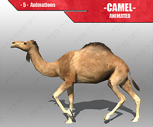 Camel