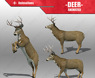 Deer