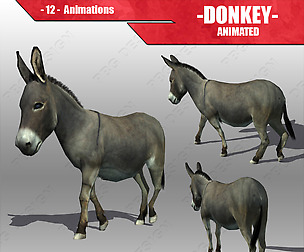 Donkey