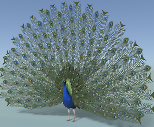 Peacock Rigged