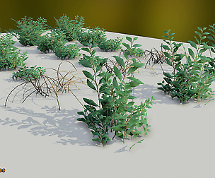 Yughues Spiraea