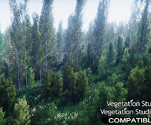 Birch Forest Environment