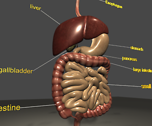 digestive system 3D Model