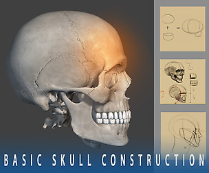 BASIC SKULL CONSTRUCTION FOR ARTISTS