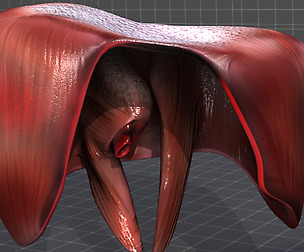 Human Diaphragm Anatomy
