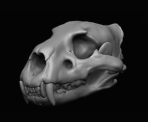 Lion Skull 3D print model