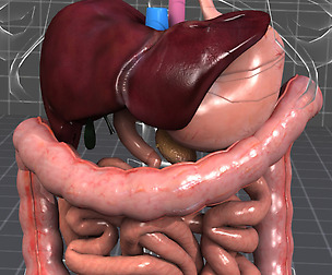 Human Digestive System