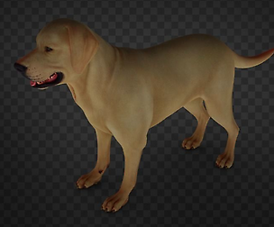 Dog The Labrador realistic