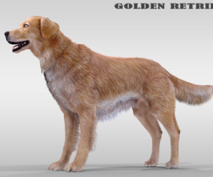 Dog Golden Retriever Rigged