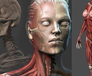 Female Anatomy Sculpting in Zbrush