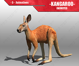 Kangaroo