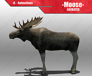 Moose