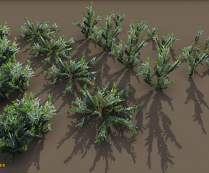 Yughues Pine Bushes