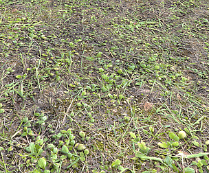 Forest Terrain Pack 8