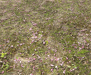 Forest Terrain Pack 14 Texture