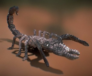 Scorpion