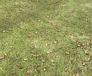 Forest Terrain Pack 17 Texture