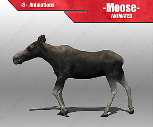 Female Moose