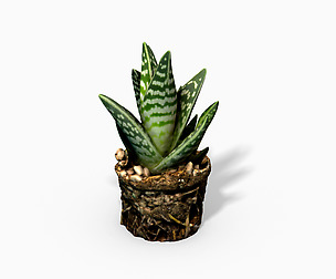 Gasteria Cactus Plant - Photoscanned PBR