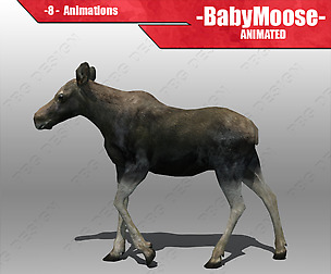 Baby Moose