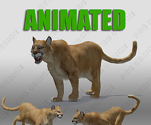 Mountain Lion