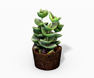 CrassulaMoonglow Cactus Plant - Photoscanned PBR