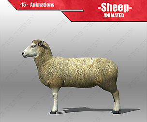 Sheep