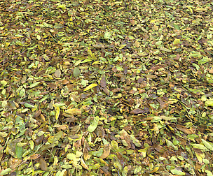 Forest Terrain Pack 21