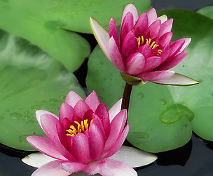 lotus flower