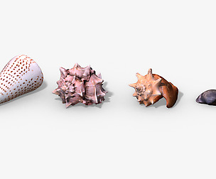 Photorealistic Seashells Collection - Scanned PBR