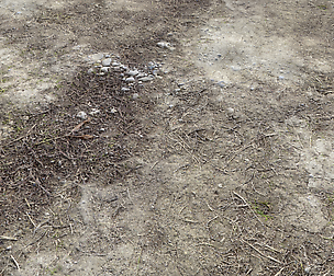 Forest dirt Pack 2