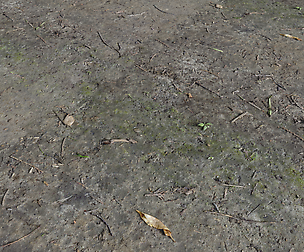 Forest dirt Pack 3