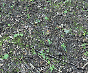 Forest dirt Pack 5