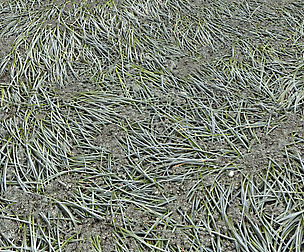 Forest dirt Pack 4
