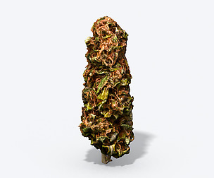 Marijuana Bud - Photoscanned PBR