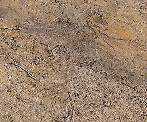 Desert Wasteland ground PBR Pack 1 Texture