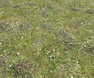Forest ground Pack PBR 2 Texture