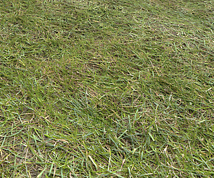 Forest Terrain Pack PBR 10 texture