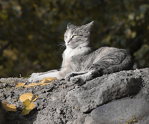 cat in the garden