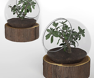 Bonsai-Plant-01