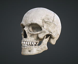 Human Skull
