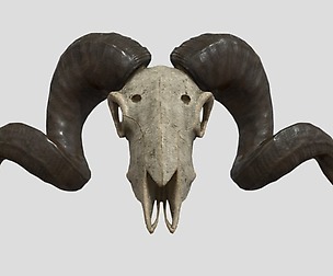 Sheep Skull low poly game ready 3d Model