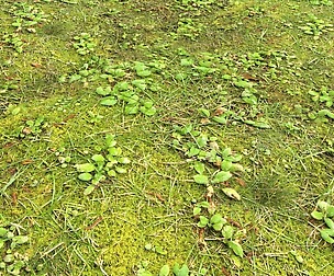 Forest Terrain PBR Pack 1 Texture