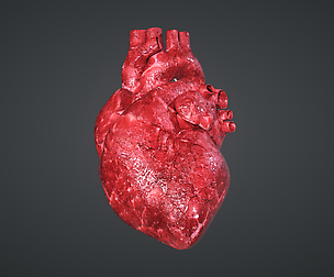 Human Heart