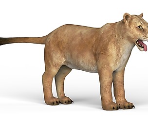 Lioness