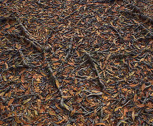 [PBR TEXTURES] Forest_LeavesRoots_2k
