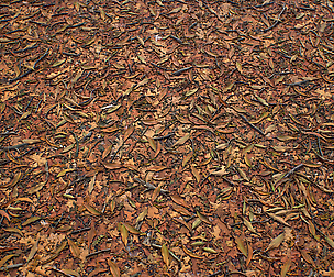 [PBR TEXTURES] Forest_Leaves_2k