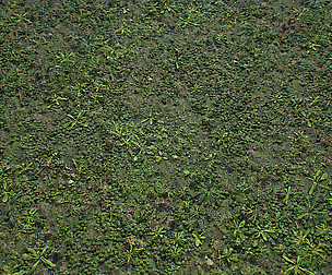 [PBR TEXTURES] Forest_Platns_2k
