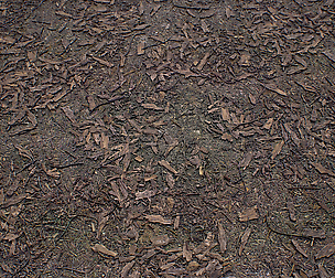 [PBR TEXTURES] Forest_Dirt_2k