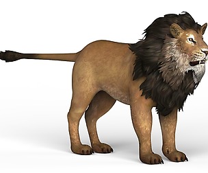 Lion